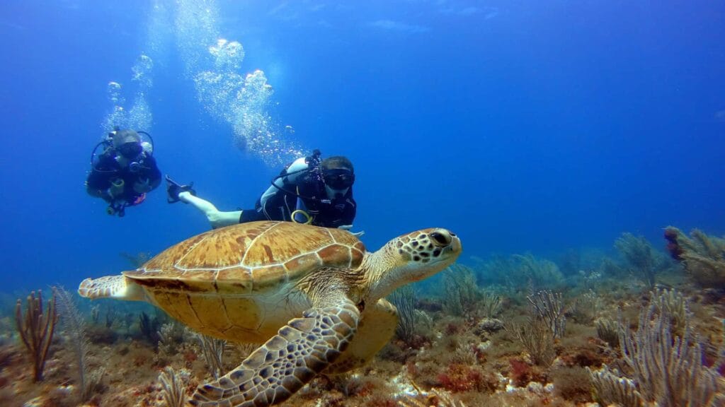 Seorang penyelam scuba diving sedang berenang dekat seekor penyu hijau besar di atas terumbu karang di perairan Gili Trawangan, Lombok.