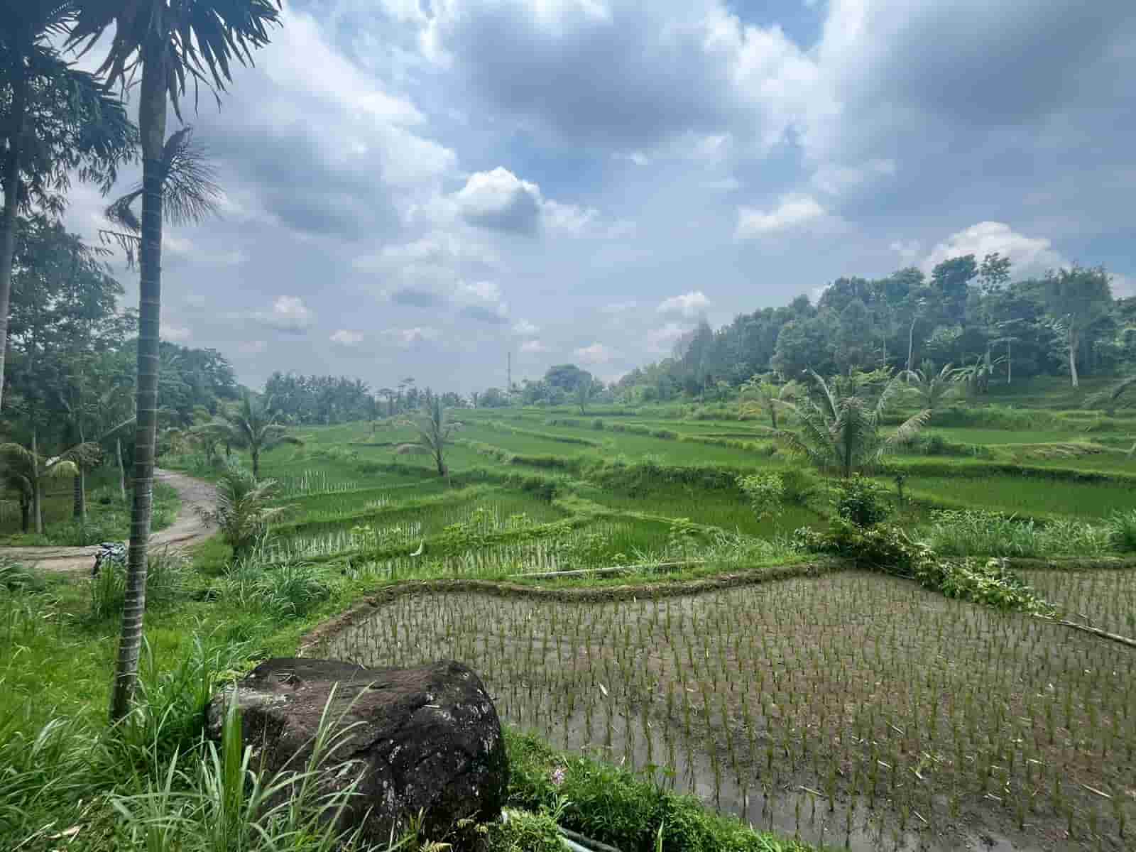 Green rice terraces of Tete Batu village Lombok
