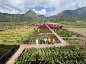 Kedai Sawah Sembalun dengan panorama sawah hijau dan latar Gunung Rinjani Lombok